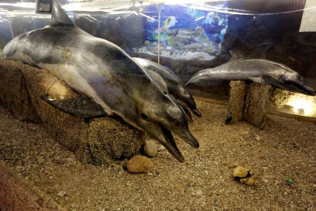 �lk olarak 2006 y�l�nda L�bnan'�n g�neyindeki sahil �ehirlerinden Sur'da amat�r olarak a�t�klar� m�zeyi, 2014 y�l�nda Beyrut'a ta��d�klar�n� aktaran Yunus, 'L�bnanl� bal�k��lardan sat�n ald���, kendi gezilerinden toplad��� deniz canl�lar� ve yabani hayvanlar� mumyalayan e�im Cemal, L�bnan ve Ortado�u'da t�r�n�n ilk �rne�i olan ve uzun y�llar hayalini kurdu�u bu m�zeyi a�may� ba�ard�.' dedi. 