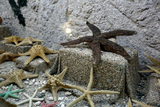 M�zede, deniz hayvanlar�n�n yan� s�ra mumyalanm�� farkl� t�rlerdeki ku�lar ve yabani hayvanlar da sergileniyor. M�zenin giri� kap�s� b�y�k bir k�pek bal��� �eklinde in�a edilirken m�ze �n�nde de b�y�k bir gemi heykeli yer al�yor. 