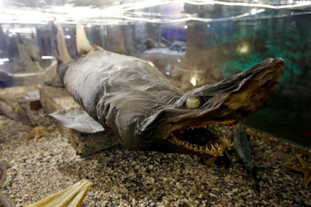 Yunus, L�bnan sahilinde �ok az rastlanan baz� okyanus bal�klar�n�n da b�lgeye yanl��l�kla geldi�ini belirterek, �unlar� s�yledi:    'M�zede bulunan 5 metre uzunlu�undaki b�y�k camg�z olarak bilinen k�pek bal���, bir Alman gemisinden at�lan yemek art�klar�n� yiyerek L�bnan yak�nlar�na kadar gelmi�. E�im, bal�k��lara 5 bin dolar �dedi ve bu k�pek bal���n� sat�n ald�. Ziyaret�ilerin �ok ilgisini �eken bu k�pek bal��� da b�ylece m�zedeki yerini ald�. �ok b�y�k olan bu k�pek bal���n� mumyalama i�lemi bizi �ok zorlad� ve tam 3 g�n s�rd�.' 