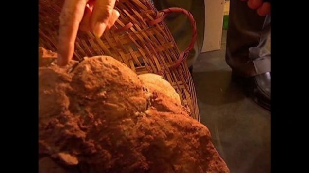 Tarihe k tutan ve bilim insanlarn heyecanlandran dinozor yumurtalar ekil olarak normal yumurtaya benziyor.    