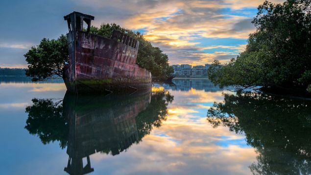 Avustralya Sidney'deki yzen orman    