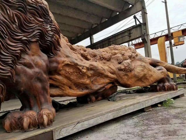 Bu aslan�n nadide olmas�n�n nedeni ise tek bir a�a�tan oyulmu� olmas�.    