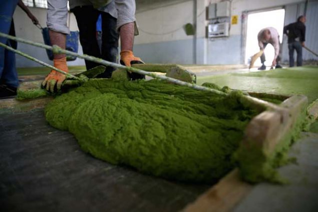 kmaz, sabunun Amerika ve Avrupa lkelerinin yan sra Afrika'da da yaygnlamasnda, ihracatlarn dnya genelinde gerekletirdii eitli tantm faaliyetlerinin etkili olduunu aktard.    