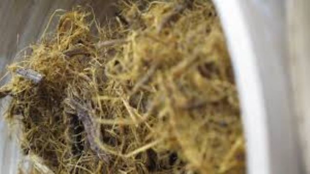                                                                 Bitlisin Ahlat ilesinde aktarlk yapan Cneyt Ayazer, meyan kknden yaplan erbetin vcutta ki su tutma kapasitesini dengelediini belirterek, Ramazan ay ile birlikte en ok satlan bitkiler arasnda yer aldn da ifade ediyor.                                                           