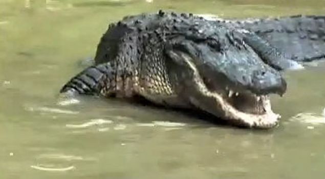 te vahi doann en korkutucu hayvanlarndan olan timsah ve piton arasnda yaanan lmcl mcadele...      