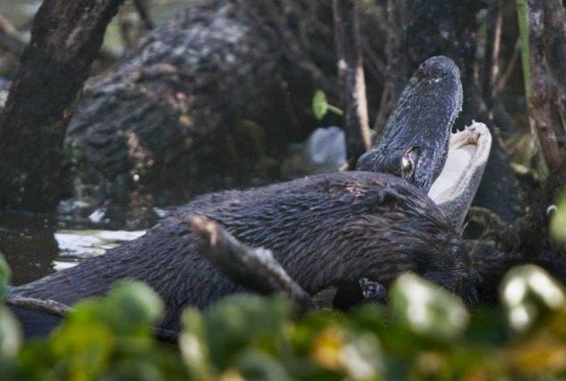 Bu sra d olay fotoraf Geoff Walsh tarafndan grntlendi.      