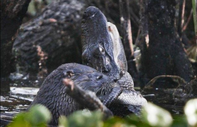 Woodruff Vahi Yaam Parknda yaayan bir su samuru timsah timsaha saldrd...      