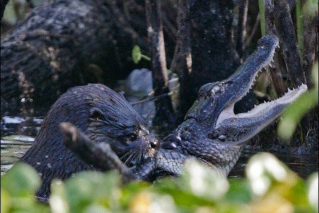 ABD'nin Florida eyaletinde tabiatta pek rastlanmayan bir olay yaand...      