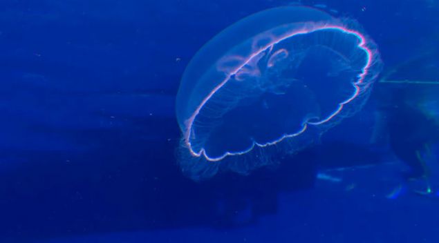 Kutu denizanas�, bir insan� 90 dakika gibi bir s�rede �ld�rebilir.     