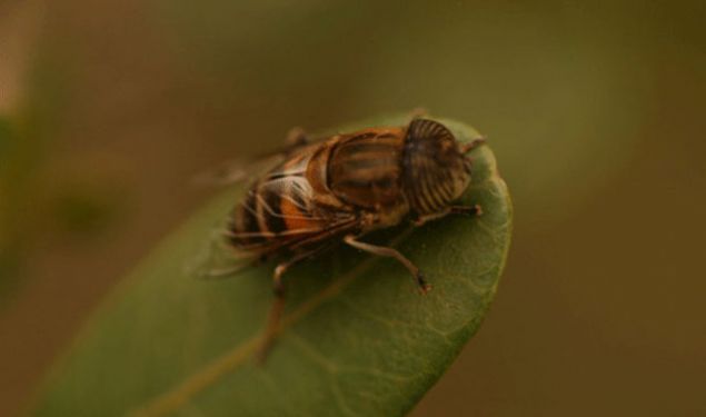 �e�e sine�i<br><br>  �nsana uyku hastal���n� bula�t�ran �e�e sine�i en fazla 3 ay ya�amas�na ra�men olduk�a tehlikeli...    