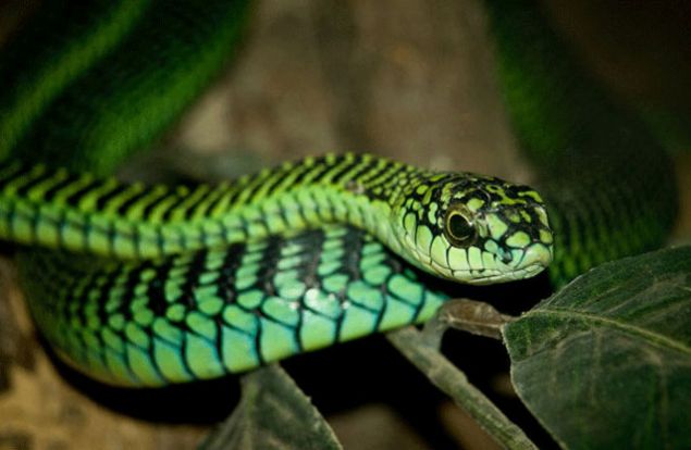 Boomslang y�lan�<br><br>  Boomslang, Felemenk�e dilince a�a� y�lan� anlam�na gelir.    