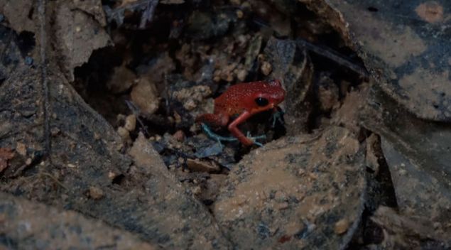 Boyu sadece 2.5 santimetre olmas�na ra�men bu canl�lar en etkili zehirden bile 250 kat g��l�d�r.    