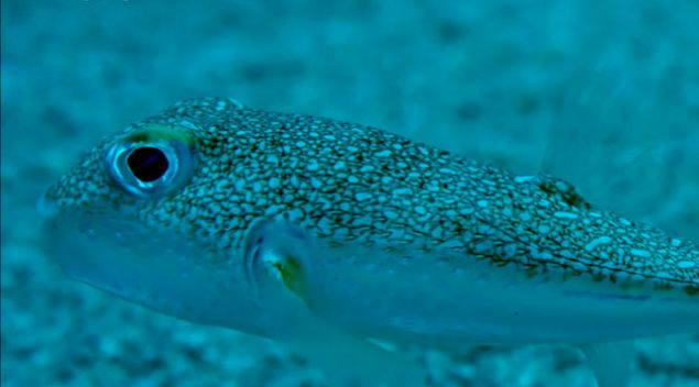 Bir�ok acemi bal�k��, balon bal��� y�z�nden hayat�n� kaybeder.    