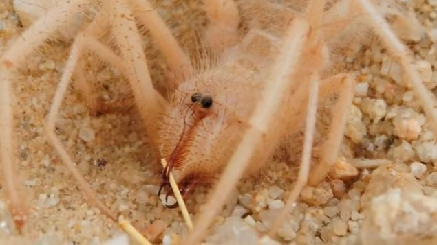 Bir insan eli kadar boyu olan Sar� �mer �r�mce�i b�cek, kemirgen, kertenkele, y�lan gibi canl�lar�n etinden beslenmeyi seviyor. Hatta Sar� �mer �r�mce�i, akrep bile avlayabiliyor.     