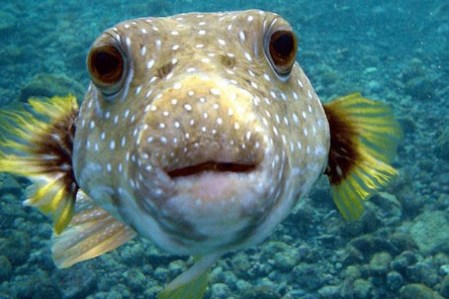 Kurba�a bal���<br><br>  Halk dilinde balon bal��� olarak da bilinen bu t�r�n eti bir hayli zehirli...    