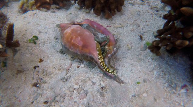 Bu canl�n�n az�c�k bir zehri bile insan� fel� etmeye yeter.    