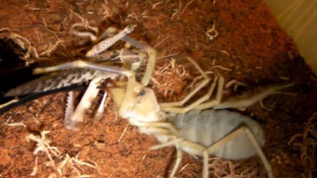 Sar� �mer �r�mce�i alt a�z�ndan deriye, eti s�v� k�vama getiren bir zehir ak�t�yor. Zehir deriye yay�ld�ktan bir s�re sonra yemeye ba�l�yo    