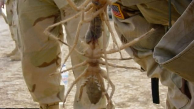 S�cak iklimlerde gece ortaya ��kan Sar� �mer �r�mce�i, sald�rgan yap�lar� nedeniyle bu b�lgelerde ya�ayan insanlar�n korkulu r�yas�.    