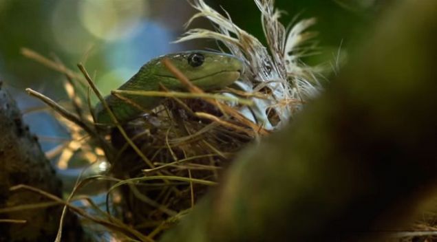 D�nyan�n ikinci en uzun zehirli y�lan� olan kara mamban�n tek �s�r��� bile 100 civar� insan� �ld�rmeye yetebilir!    