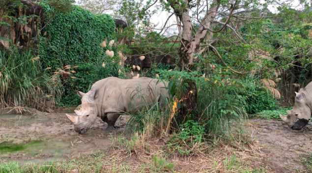 Bu nedenle nesli t�kenmek �zere olan canl�lar aras�ndad�r.     