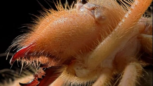 D�nyada ��l b�lgelerinde �lkemizde de Do�u ve G�neydo�u Anadolu'da ya�ayan Sar� �mer �r�mce�i, zehriyle bir insan� �ld�rebiliyor!    