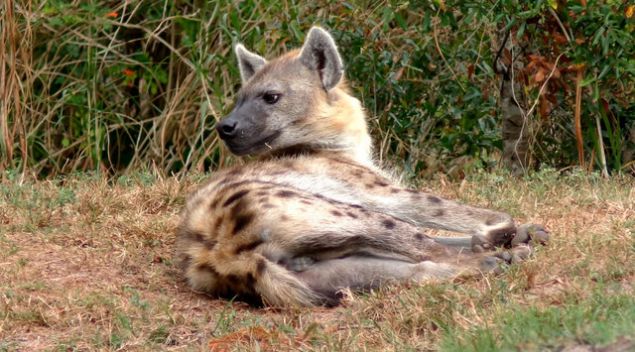 Ne kadar tehlikeli olsa da asl�nda le� yiyicilerdendir. Avlanma i�g�d�s�ne sahip de�ildir.    