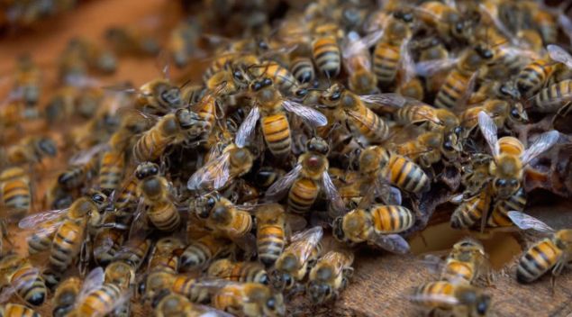 Afrika k�kenli olan katil ar�lar i�nelerini 8 defa kullanabilir.    