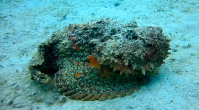 Ta� bal���, d�nyan�n en tehlikeli yarat�klar� aras�nda yer al�yor.    