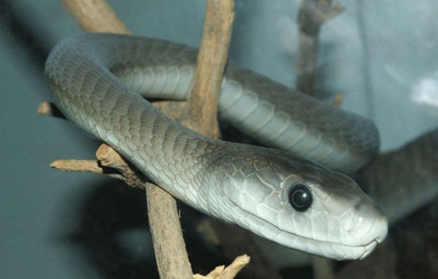 Kara mamba<br><br>  Son derece sald�rgan ve zehirli bir y�lan t�r�d�r.    