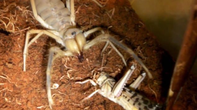 Peki sar�k�z �r�mce�i sokunca neden canl�lar ka�m�yor ya da ka�am�yor? ��nk� Sar� �mer �r�mce�i soktu�u zaman deriyi uyu�turuyor ve av, �s�r�ld���n�n fark�nda olam�yor.    