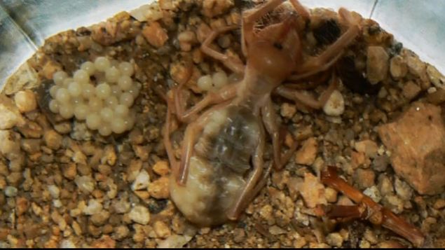 ��nk� bu �r�mcek t�r�n�n �ok g��l� bir �ene yap�s� bulunuyor. Bu nedenle et par�alar�n� kolayca koparabiliyorlar.    