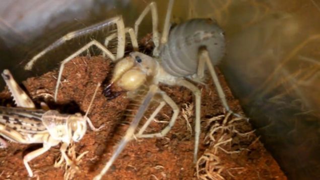 �r�mcek t�rlerinin en h�zl�s� olan Sar� �mer, z�plama yetene�iyle de av�n� kolayca yakalayabiliyor.     