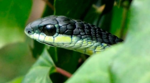 Boomslang y�lan�, ufak boyuna ra�men olduk�a zehirli bir canl�. Is�rd��� canl�n�n g�zlerinden kan gelir.    