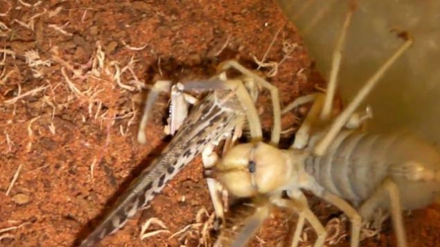 Sar� �mer tedavisi <br><br>  Sar� �mer sizi soktu�u anda, o b�lgeyi uyu�turur ve �s�rd��� b�lgedeki et erimeye ba�lar. Bu nedenle e�er b�yle bir durum ile kar��la��rsan�z an�nda amonyak tedavisi uygulamal�s�n�z. Etraf�n�zda amonyak yok ise, idrar ile ilk tedaviyi uygulayabilirsiniz. ��nk� idrar�n i�erisinde bolca amonyak bulunur. Ard�ndan hemen hastaneye gitmelisiniz.    