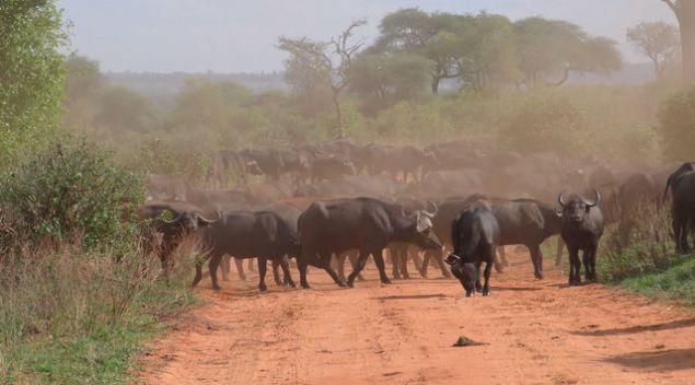 Bu nedenle en tehlikeli hayvanlar aras�nda yer almaktad�r.    