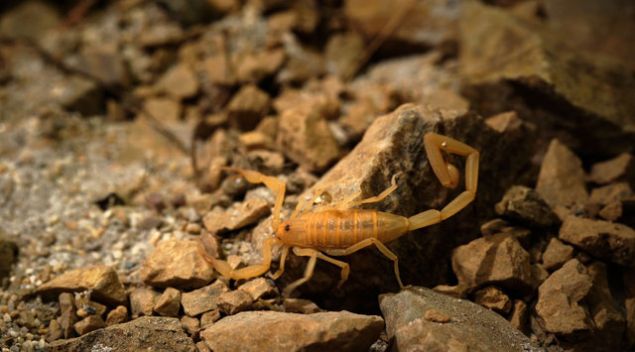 D�nyada ise genelde kurak yerlerde rastlan�lan sar� akrep d�nyan�n en zehirli akreplerinden biri... Zehri �l�mc�l olan sar� akrebin zehrinin belirtileri ise y�ksek ate� ve fel�...    