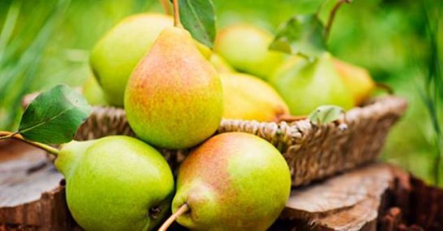 Yaplan bir almaya gre gnde 3 armut yiyen kadnlarn yemeyenlere gre daha az kalori ald ve daha fazla kilo kaybettii grlmtr.      