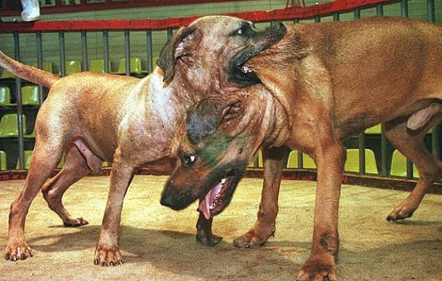 Kpek Dvleri<br><br>        Afganistan ve Japonya gibi lkelerde serbest olan ikence.     