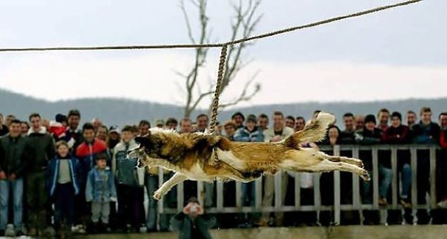 Kpek Asma   <br><br>     Bulgaristan'da yerel bir gelenek.     