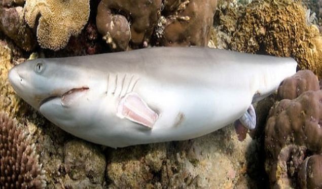 Kpekbal Yzgelerini Kesme<br><br>        Yzgeler gayet deerli. Bunu yapan irketler bile var. Hayvan ldrmeyip suya brakyorlar, ancak hareket edemeyen hayvan suyun dibine batp dier balklara yem oluyor.     