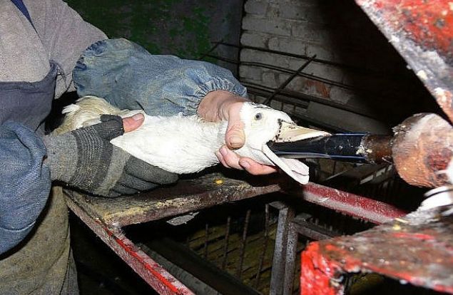 Dnyann farkl blgelerinden hayvanlara yaplan 18 yasal ikence  <br><br>   Ar Besleme  <br><br>  rdek ve kazlar lks restoran sahipleri tarafndan cierleri ve etleri daha lezzetli olsun diye ar yedirilerek ldrlyorlar.   