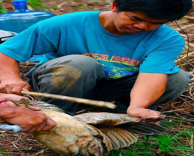 Pinikpikan<br><br>        Flipinliler'in tavuklar dverek ldrme ekli. Damarlar kanla, vcudu ise yara bereyle dolunca etin daha lezzetli olduuna inanyorlar.     