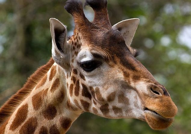 Hayvanlar Birbirine Yedirme   <br><br>     Baz hayvanat bahelerinde gerekleen hadise. Zrafa, zebra gibi hayvanlardan fazla varsa aslanlara atlyorlar.   