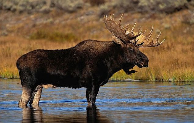 Geyik nleyici Teller<br><br>        ABD'de yaplan bir uygulama. Geyikler insanlarn yaadklar yerlere gelmesin diye elektrikli teller deniyor. Birok hayvan akma kaplp lyor.     