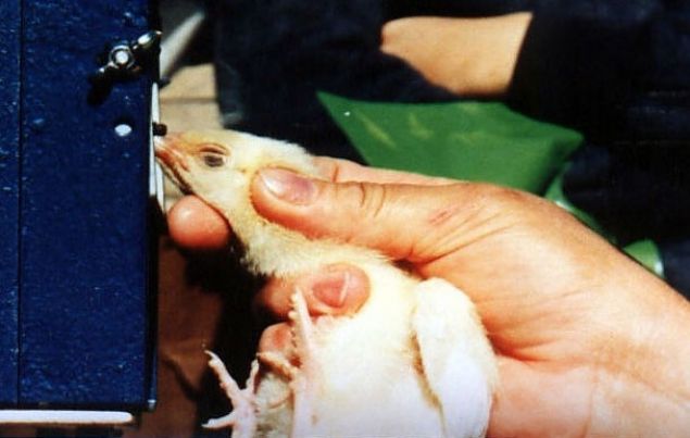 Gaga Kesme   <br><br>     Tavuk, hindi gibi hayvanlarn iftlik sahipleri tarafndan gagalar kesiliyor. Bu durum hayvanlarda yamyamla sebep oluyor.     