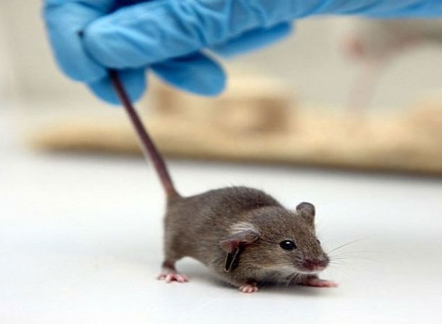 Uzaktan Kumandayla Kontrol Edilen Hayvanlar<br><br>        Aslnda ama bilimsel. Ancak, hayvanlar istendii gibi ynlendiriliyorlar.     