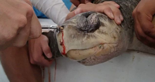 Denize atlan pler nedeniyle pek ok canlnn hayat tehlikeye atlyor...     