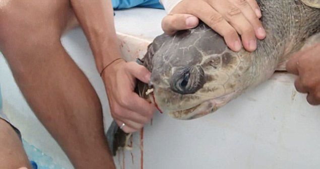 Balklar tarafndan glkle karlan pipet sonras kaplumbaann kanamas da durdurularak kurtarld.     