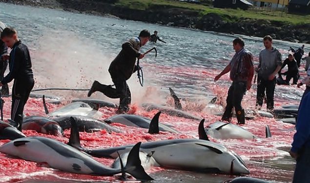 Balina ve Yunus Av<br><br>        Tm dnyann tepkilerine ramen Japonlarn kimseyi dinlemedikleri hadise.     