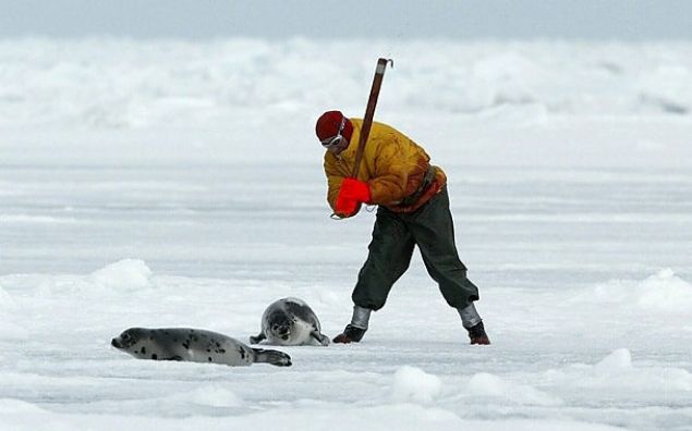 Fok Bal Av<br><br>        Bir hayvana yaplabilecek en byk ikencelerden biri.     